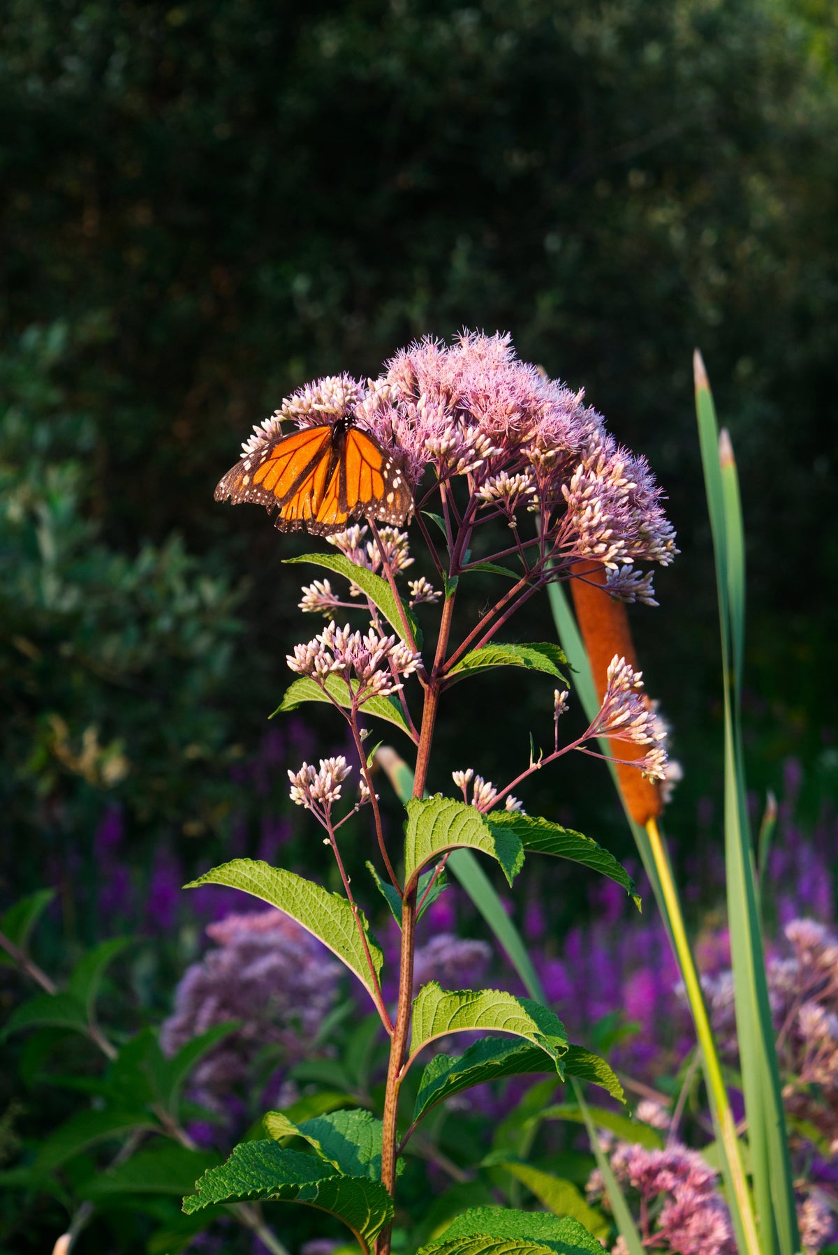 Native Plants