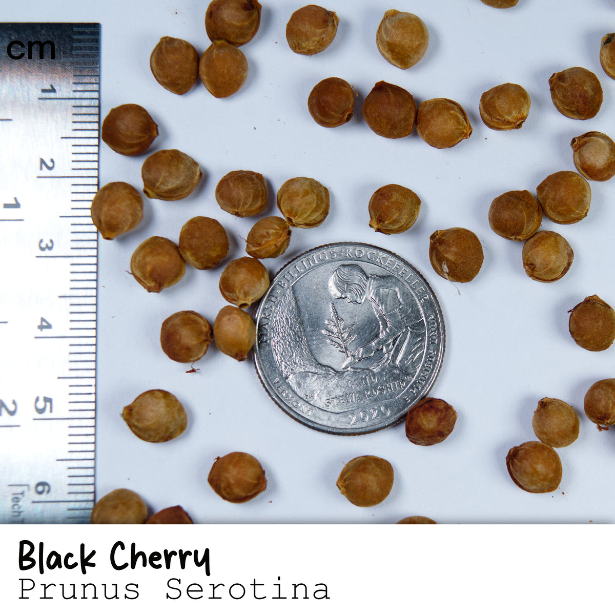 Tree & Shub Seeds