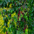 Wild Black Cherry