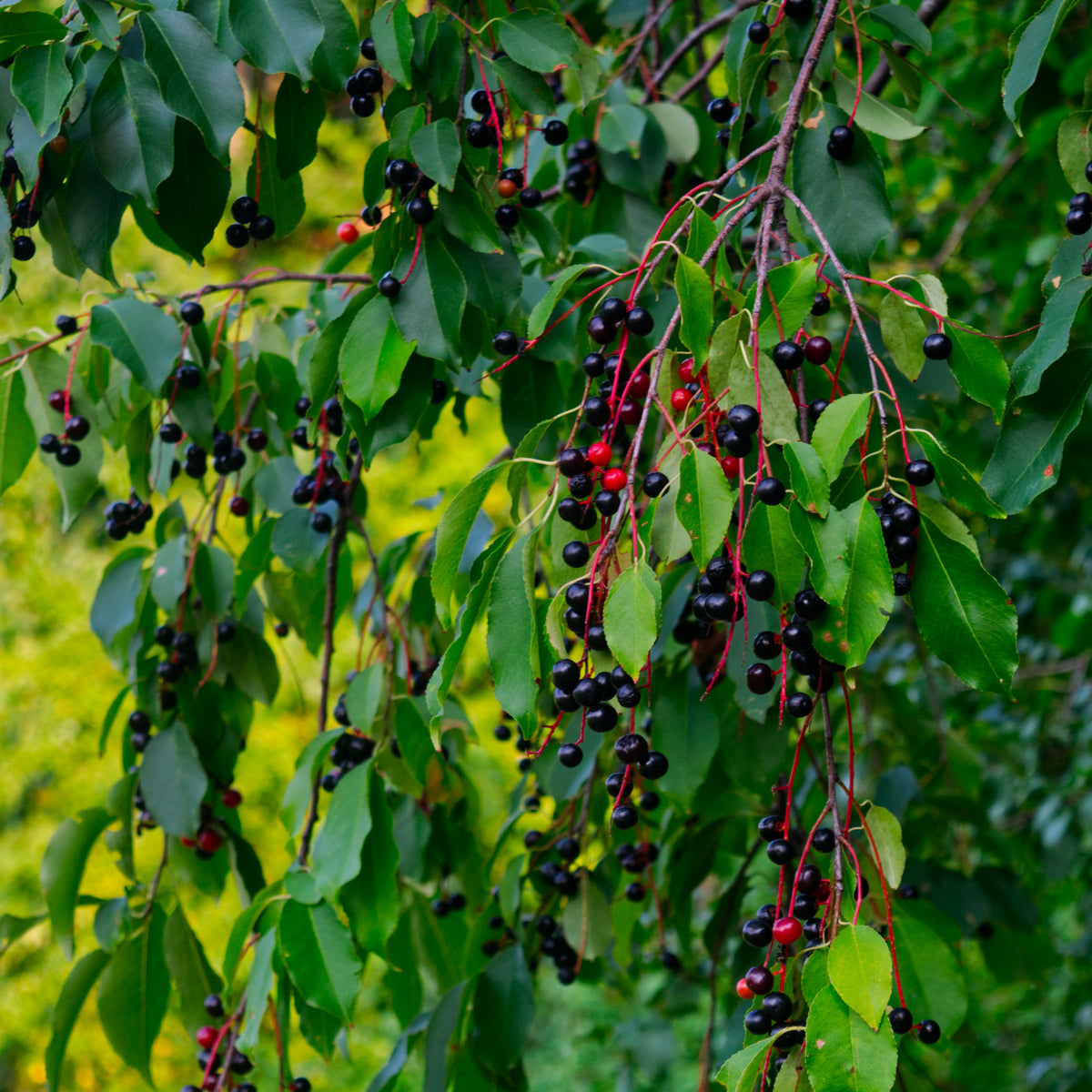Wild Black Cherry