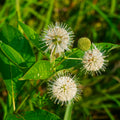 Buttonbush