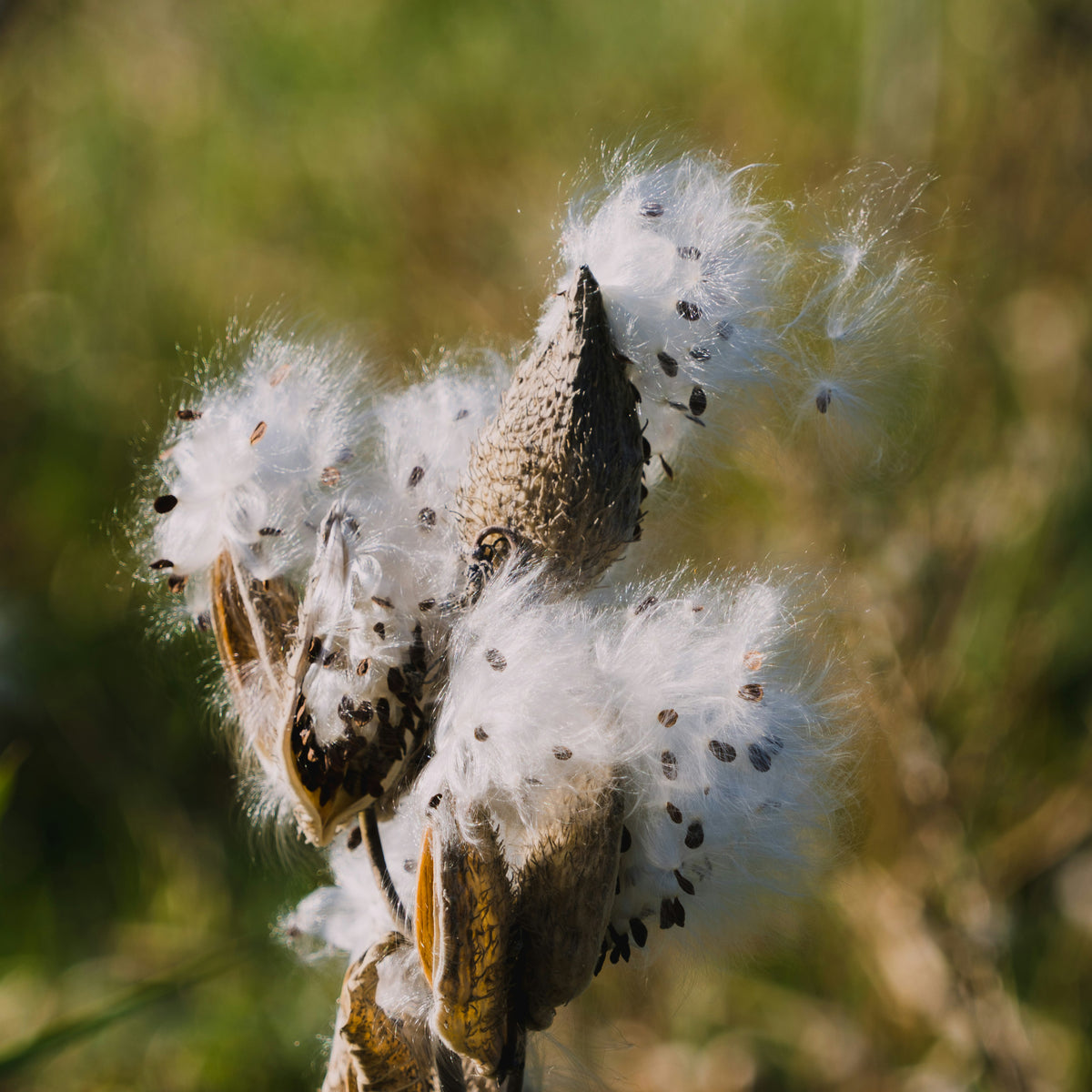 Perennial Seeds