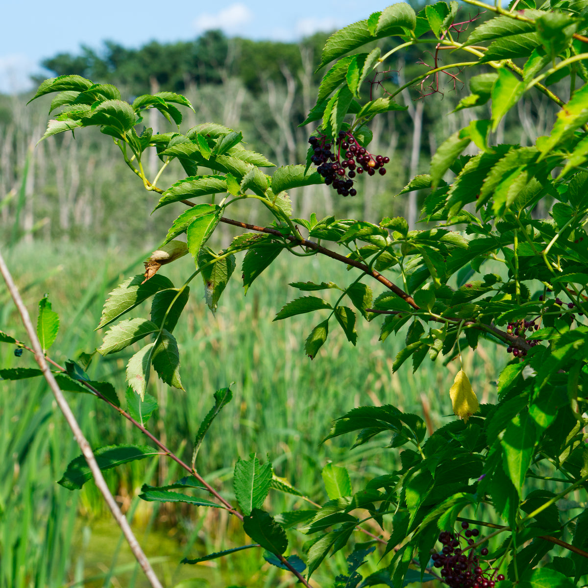 American Elderberry