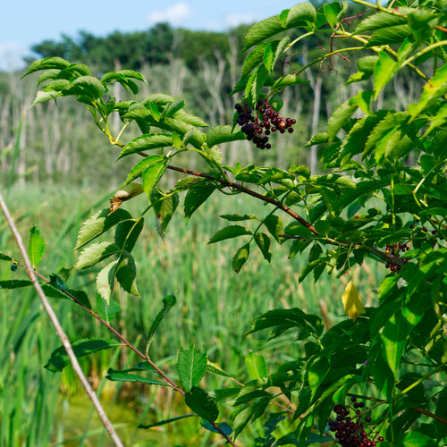 American Elderberry
