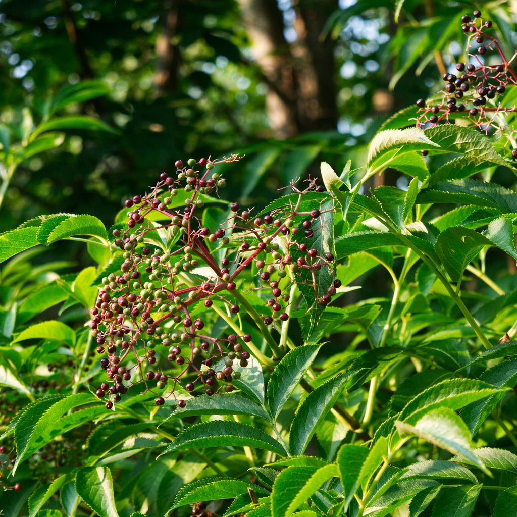American Elderberry