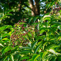 American Elderberry