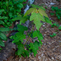 Red Maple