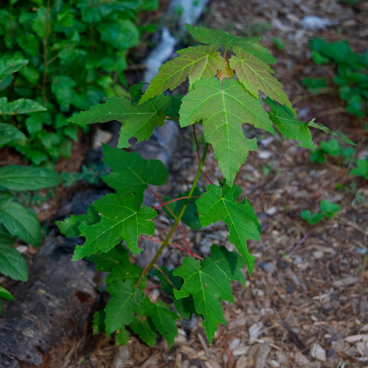 Red Maple