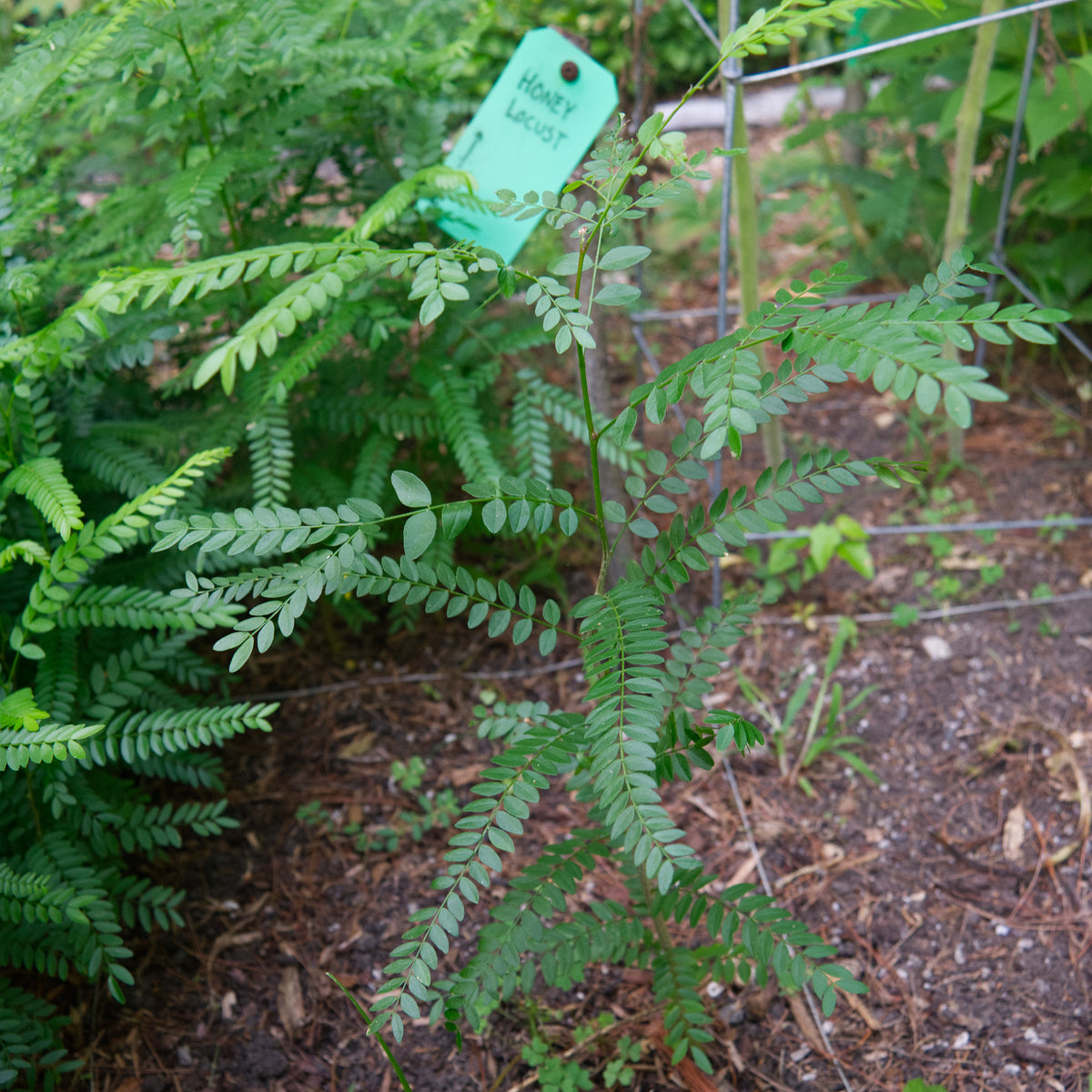 Honey Locust