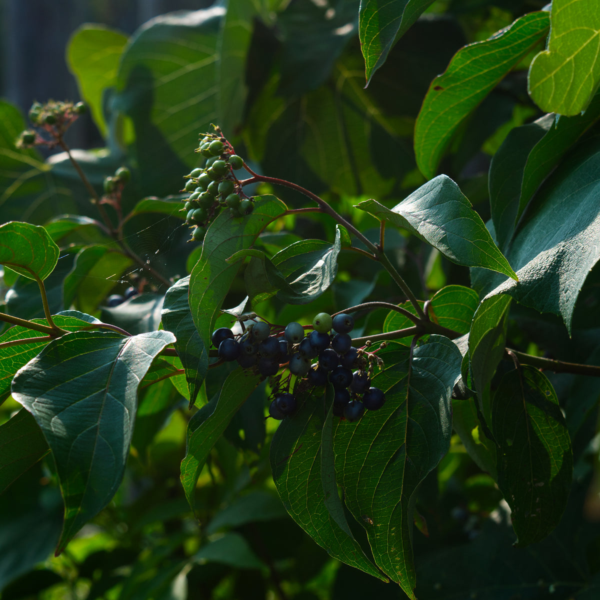 Silky Dogwood